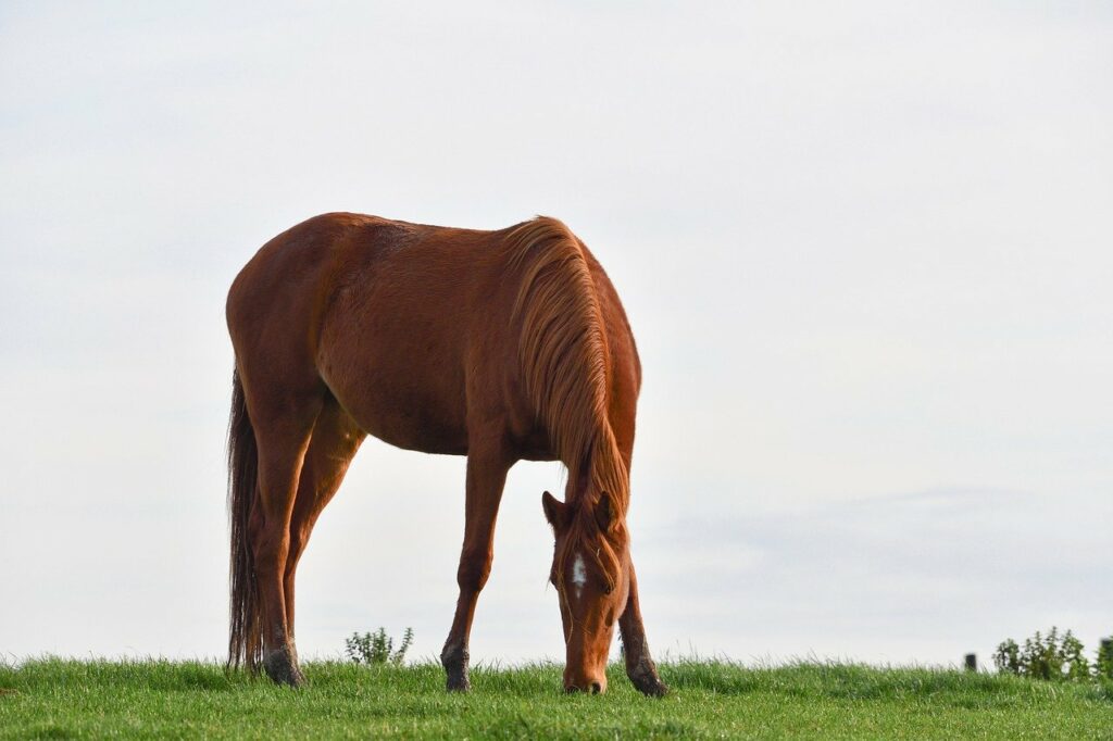 horse, animal, grazing-5772416.jpg